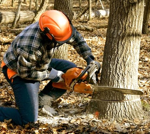 Tree Removal in Opal, WY